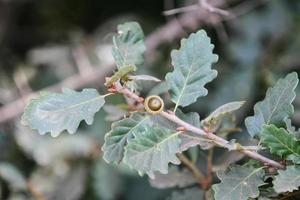 Oak branch with acorn photo