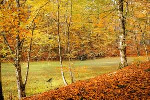 Sazli Lake in Yedigoller National Park, Turkey photo