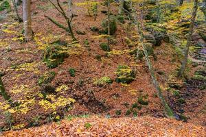 Forest in Yedigoller National Park, Turkey photo