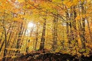 bosque en el parque nacional yedigoller, turquía foto