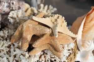 Souvenir Starfishes in Bodrum Town photo