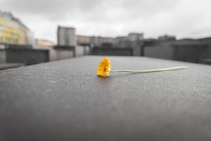 Flower in Memorial to the Murdered Jews of Europe in Berlin, Germany photo