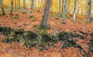 bosque en el parque nacional yedigoller, turquía foto