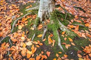 Tree Root in Yedigoller National Park, Turkey photo