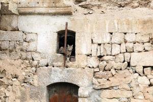 gato en la ventana del edificio antiguo foto