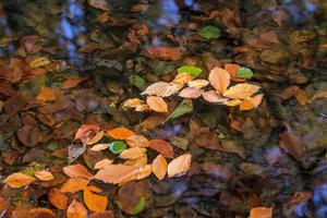 Fall Foliage on the Lake Surface photo