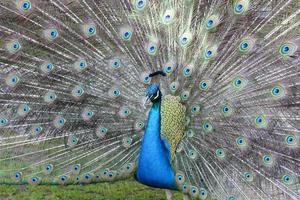 Peacock feathers out photo