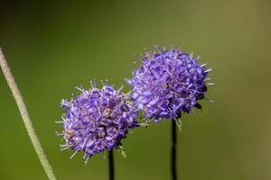 Fotografía macro de flores silvestres de cardo de globo en el día de verano. par de flores de campo púrpura echinops sobre un fondo verde en un día soleado foto de primer plano.