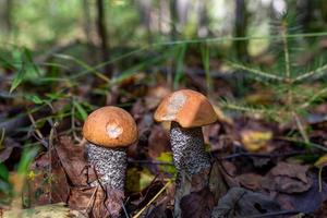 A pair of boletus mushroom in the autumn forest on a sunny day closeup photo. Two orange-cap mushrooms on the sunlight macro photography. photo