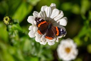 Red admiral butterfly sitting on white flower macro photography. Vanessa atalanta butterfly collects pollen from zinnia garden closeup photography. photo