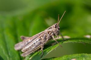 Common field grasshoper sitting on a green leaf macro photography in summertime. Brown grasshopper sitting on a plant in sunny summer day close-up photo. photo