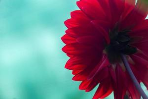 Blossom dark red dahlia flower on the turquoise background close-up photo. Bright red dahlia petals in the summer day macro photography. photo