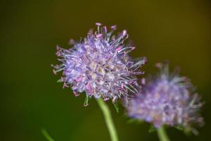 Globe thistle wildflowers macro photography in summer day. Pair of echinops purple field flowers on a green background in sunny day close up photo. photo