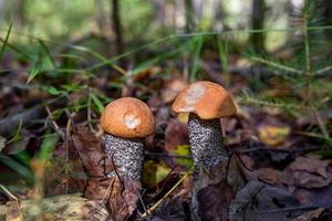 A pair of boletus mushroom in the autumn forest on a sunny day closeup photo. Two orange-cap mushrooms on the sunlight macro photography. photo