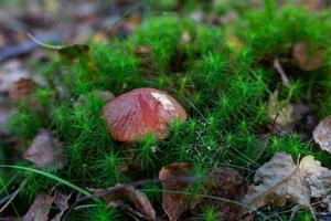 boletus cap en musgo verde en la foto de primer plano del día soleado de otoño. hongo leccinum con un gorro rojo-naranja en la fotografía macro del bosque otoñal.