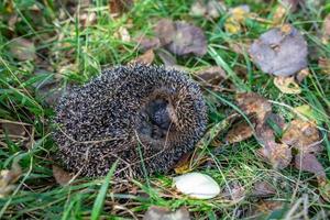 Hedgehog lies curled up in a ball in the autumn forest. Forest animal in autumn wildlife photography. photo