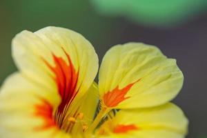 Blossom nasturtium with yellow orange petals macro flower photography. Yellow tropaeolum closeup garden photography. photo