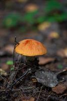 Small boletus in autumn sunny day close-up photo. Leccinum mushroom with a round orange cap in the autumn forest macro photography. photo