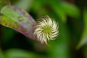 Old clematis with raindrops macro photography in a summer day. Wet clematis close up garden photography in a rainy day. photo