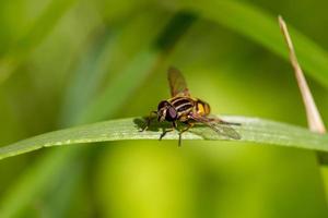 Volucella inanis insect macro photography on a bright greenery background. Bug sitting on a green leaf closeup photo in a sunny summer day.