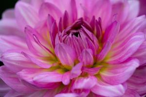 Blossom pink dahlia on a dark background closeup photo. Garden purple dahlia macro photography in a summertime bright floral background. photo