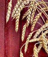 Ears of wheat against the background of a wooden red painted wall. photo