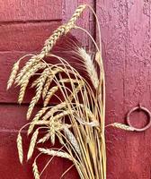 Ears of wheat against the background of a wooden red painted wall. photo