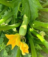 Zucchini plant close-up, vegetable marrow with flowers and fruits growing in the garden, organic vegetable marrow plant. photo