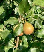 Pear close-up of a pear hanging on a tree. Fresh juicy pears on a pear tree branch. Organic pears in natural environment. photo