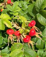 Ripe hip roses on branch with leaves. photo