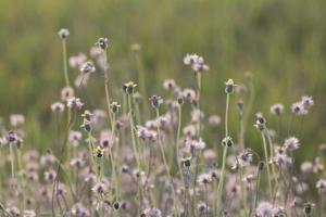 Coat buttons, Mexican daisy or Tridax daisy photo