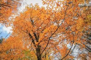 árbol en el parque nacional yedigoller, turquía foto