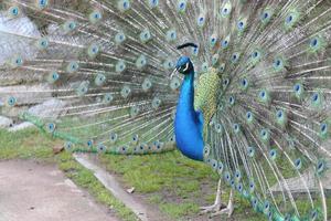 Peacock feathers out photo