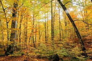 Forest in Yedigoller National Park, Turkey photo