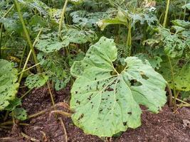 The green leaves of Poor Man's Umbrella plant -Gunnera insignis- that are eaten by mice and other pests. photo