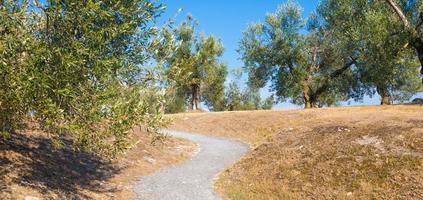 Olive tree cultivation in Italy. Organic outdoor plantation in rural scenery location. photo