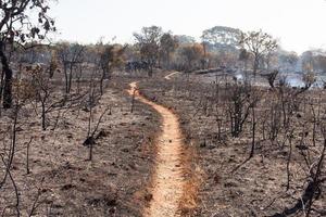 The Charred remains of a brush fire possibly arson near the Karriri-Xoco and Tuxa Indian Reservation in the Northwest section of Brasilia, Brazil photo