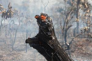 un incendio forestal cerca de la reserva india karriri-xoco y tuxa en la sección noroeste de brasilia, brasil foto