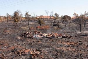 The Charred remains of a brush fire possibly arson near the Karriri-Xoco and Tuxa Indian Reservation in the Northwest section of Brasilia, Brazil photo