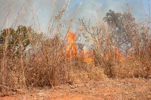 A brush fire near the Karriri-Xoco and Tuxa Indian Reservation in the Northwest section of Brasilia, Brazil photo