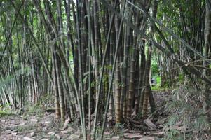 Panorama bamboo forest photo