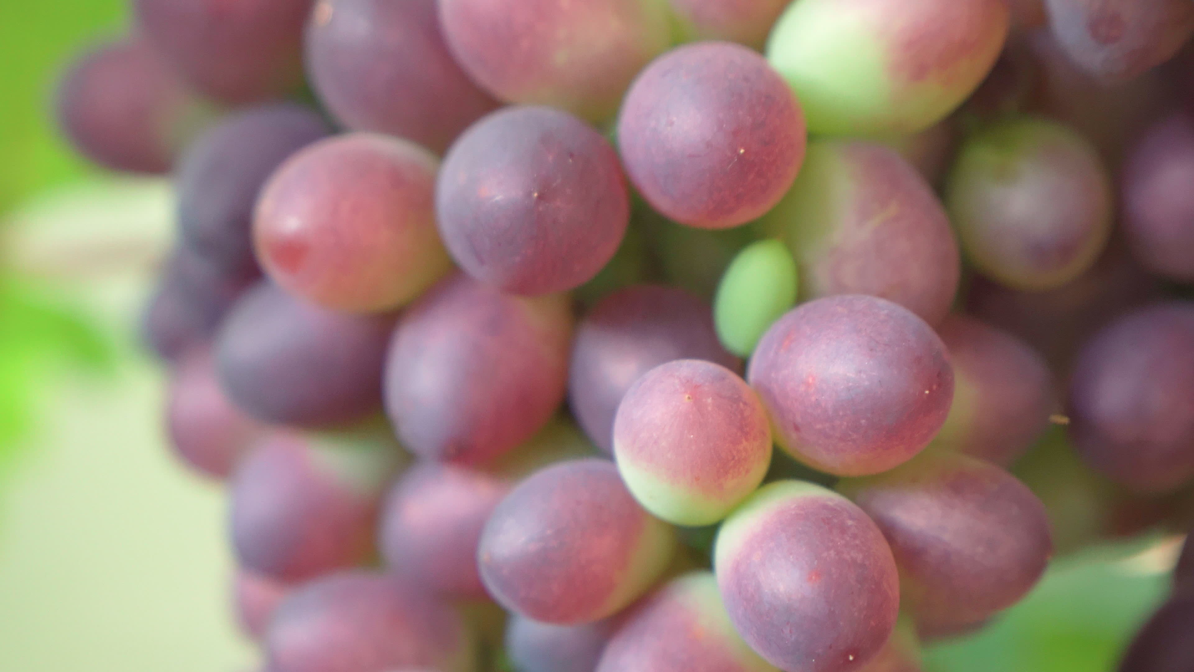 Bunch of ripening grapes growing in vineyard on clear sunny day