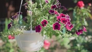 petunia-bloemen in witte tuinpot worden opgehangen om de achtertuin van het huis te versieren. video