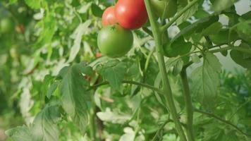 Tomatoes grow in greenhouse in environmentally friendly conditions. Chamber slowly rises along stem of plant. video