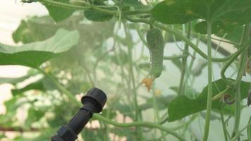 Besprühen mit Düngemittelgurken, die im Gewächshaus wachsen. Bio-Gärtnern.