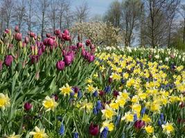 tulips in the netherlands photo