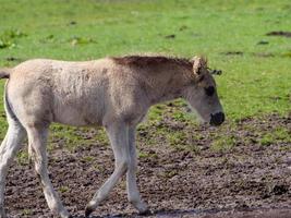 wild horses in westphalia photo