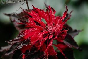 Ornamental plant Amaranthus tricolor. Beautiful red autumn flower in garden. photo