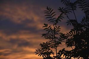Crimson blue-pink sunset and mountain ash branches. Beautiful sunset color and leaves. photo