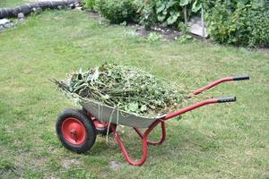 carro de hierro de jardín con hierba en el jardín foto